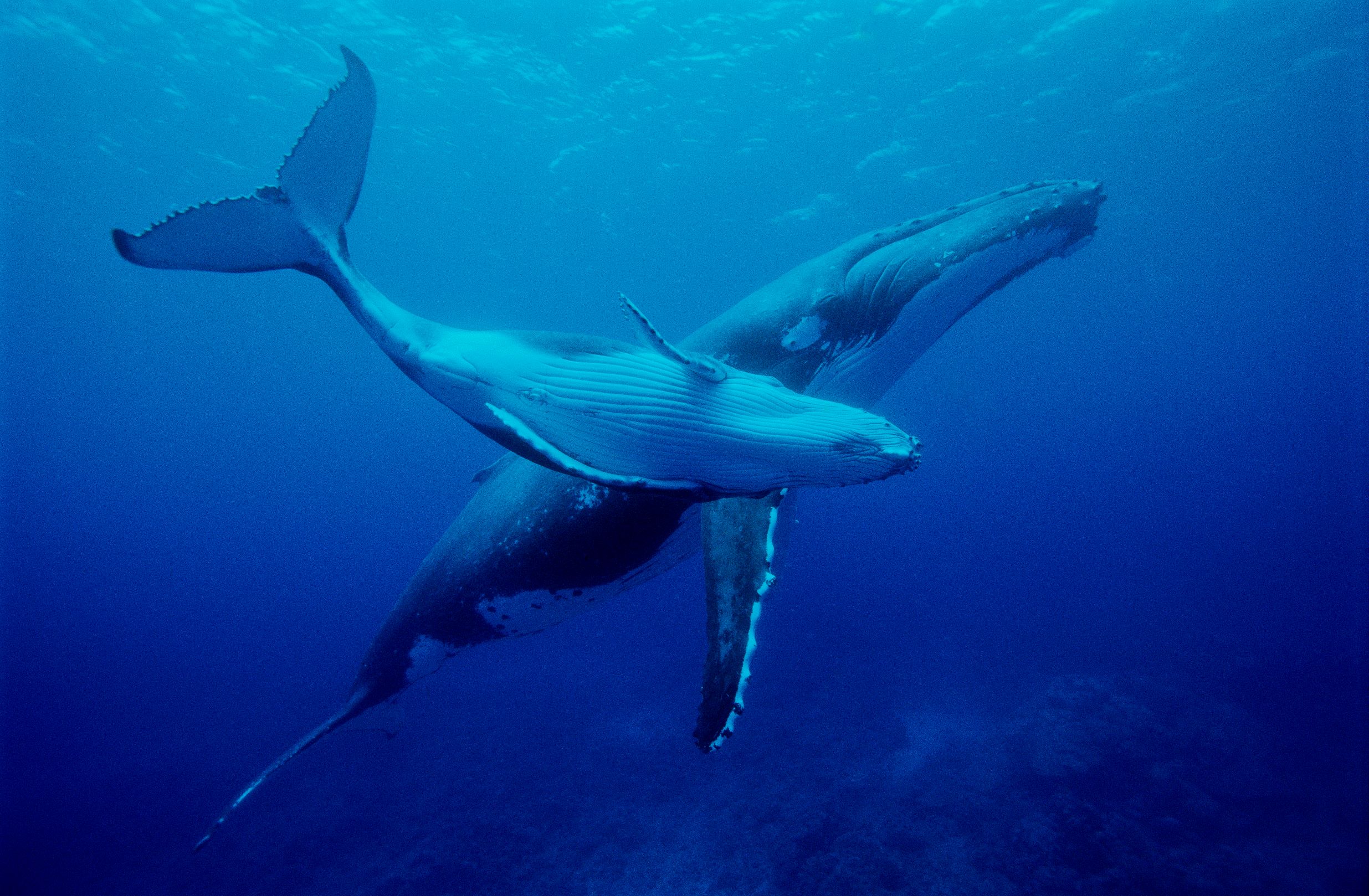 baleine nageant dans l'océan