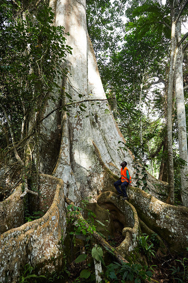 Forêt GABON ATIBT