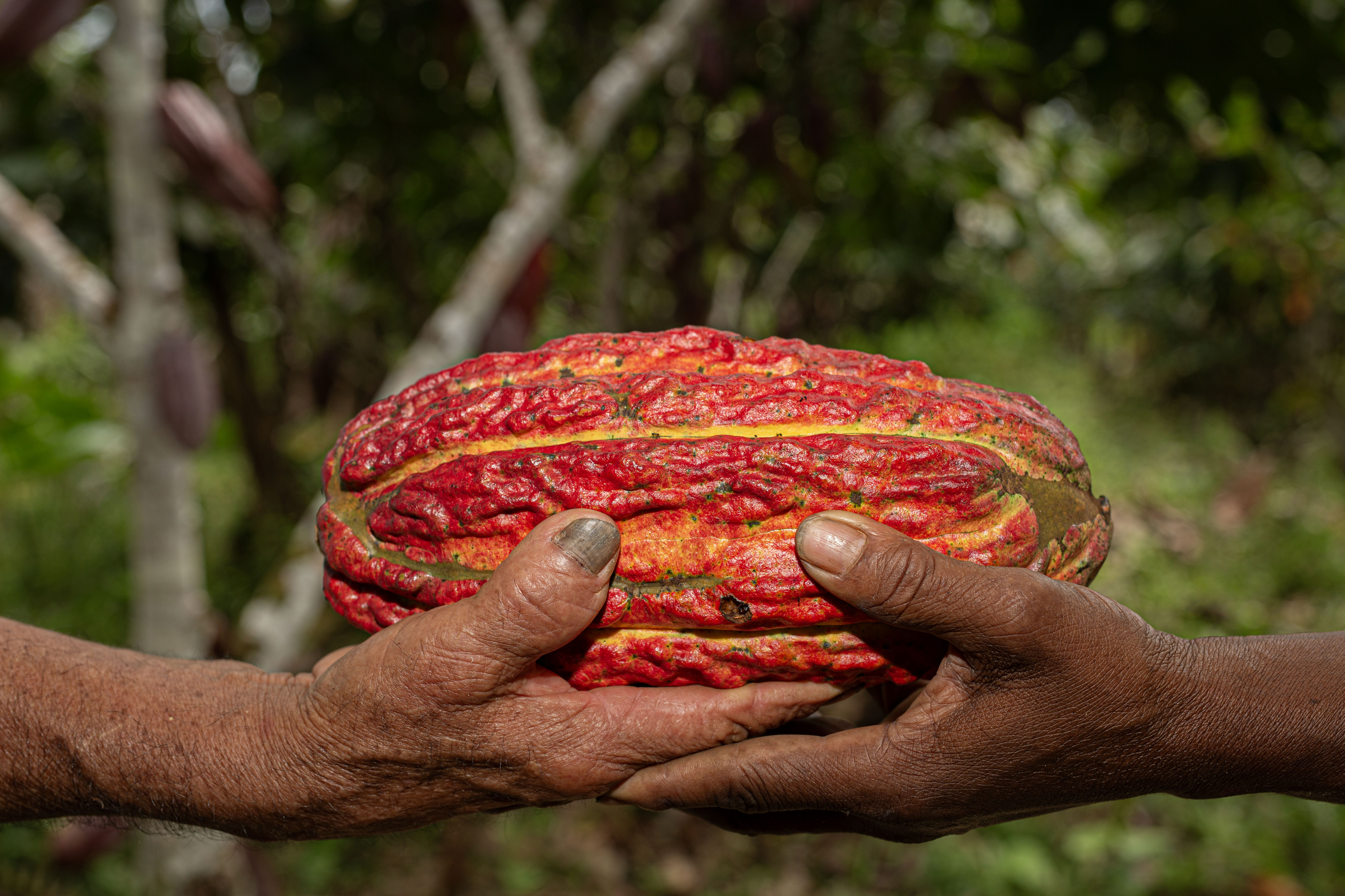Cacao Excelence