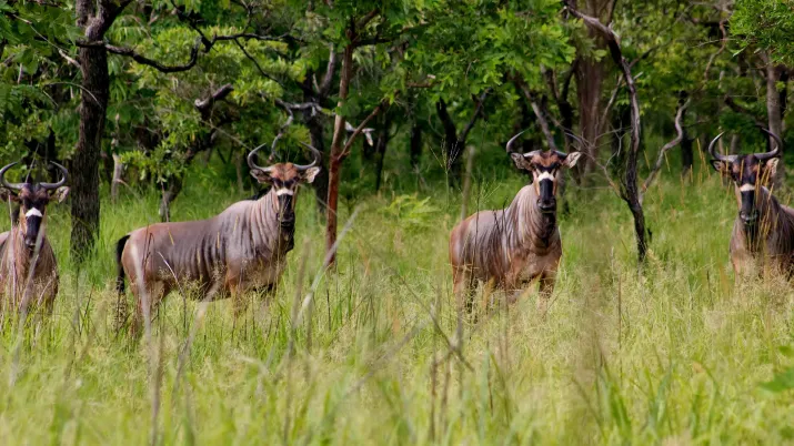 Réserve de Gilé au Mozambique