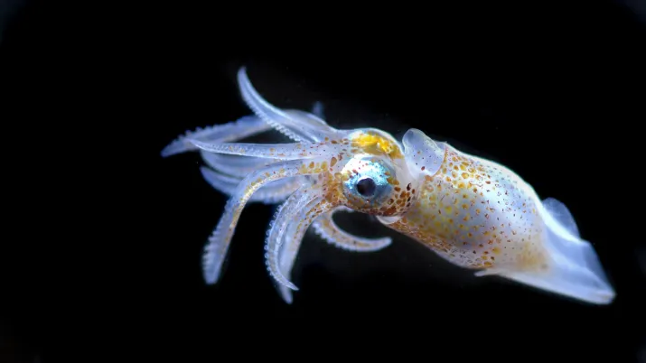 biodiversite-tara-organisme-marin