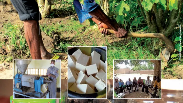 Etude ADECIA sur les dynamiques de production du Jatropha au Burkina Faso
