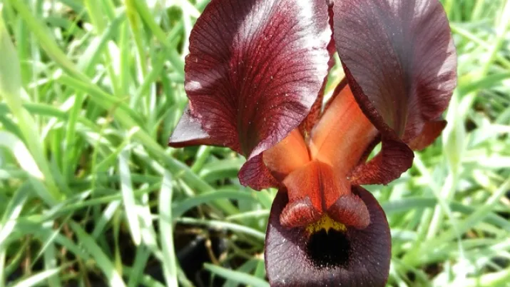Iris noir dans le Jardin Botanique Royal