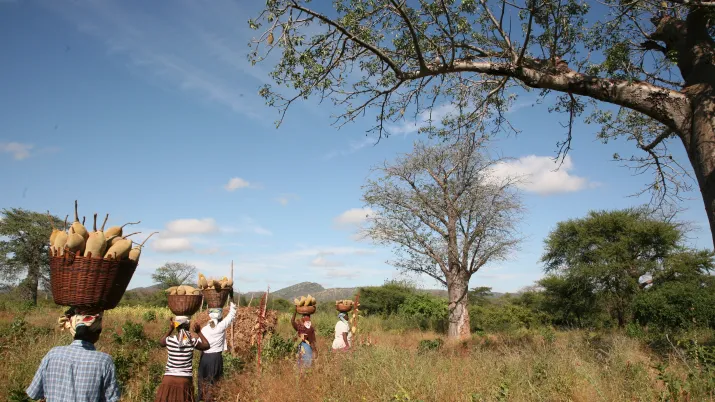 Phytotrade - Namibie - Filière Poudre de Baobab