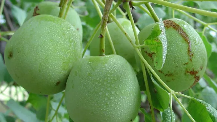 Fruits du Marula, Phytotrade Africa