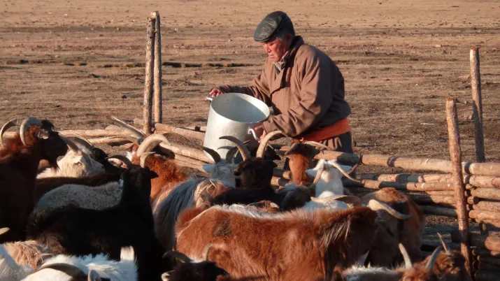 Filière durable de cachemire en Mongolie