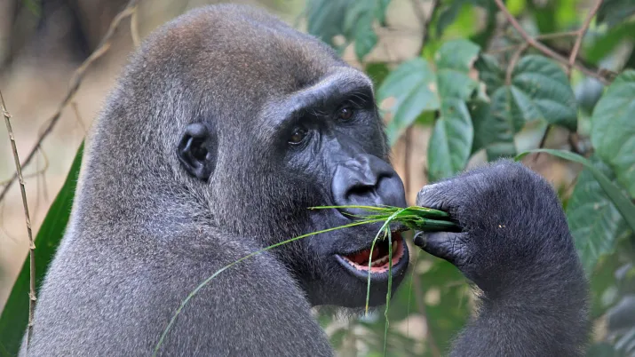 Visuel AFD-environnement Gorille Bassin Congo © Frank Ribas-BRLi