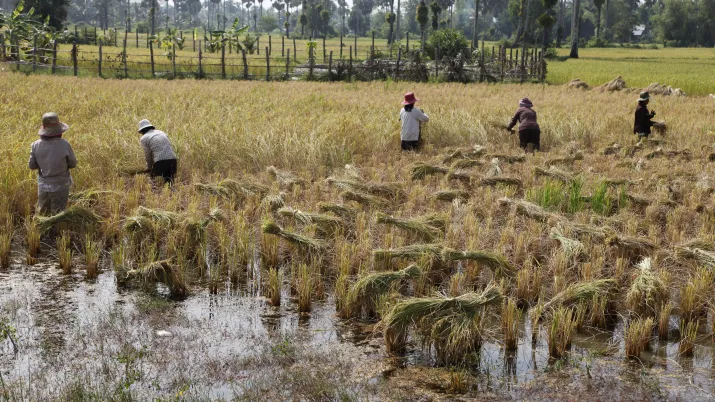 Récolte du riz, Cambodge