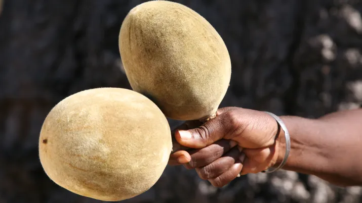 3613 © PhytoTrade Africa