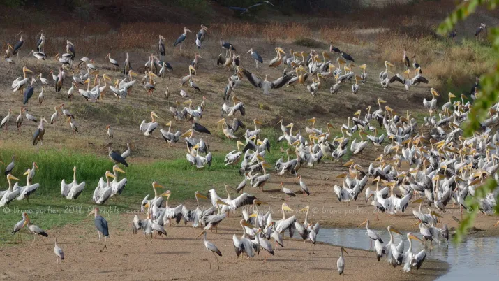 Oiseaux migrateurs