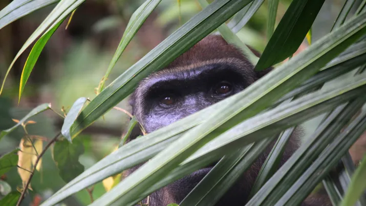 chimpanzé foret