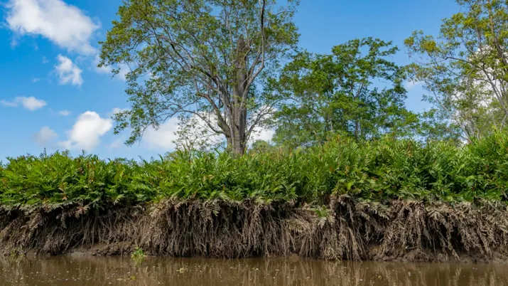 mangroves, lutte contre le changement climatique, FFEM