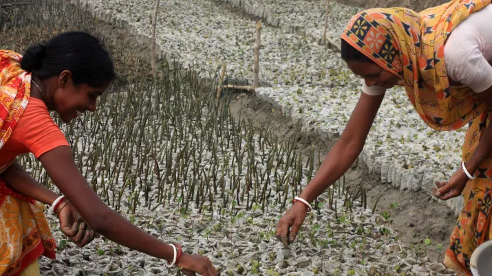 India-Sundarbans