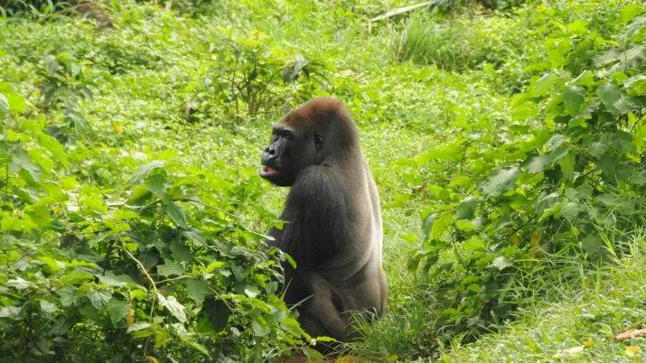 Lancement d’un nouveau projet dans le parc national de Deng Deng au Cameroun