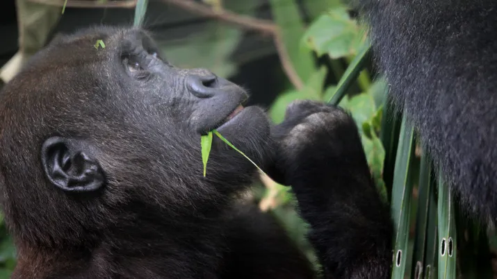 Forum de l'Alliance pour la protection des grands singes - photo de gorille