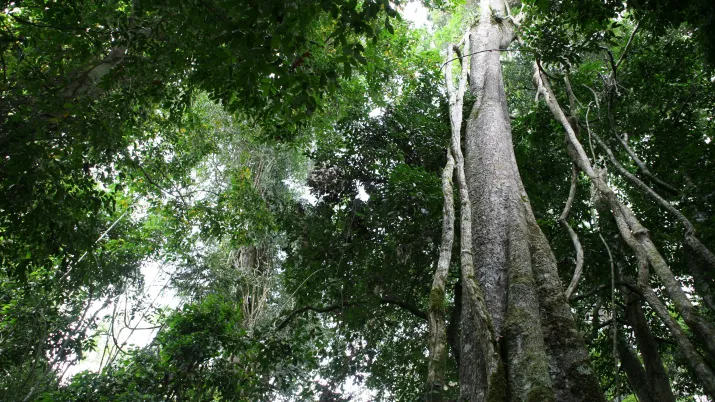 The Paysage Forestier Nord Congo project