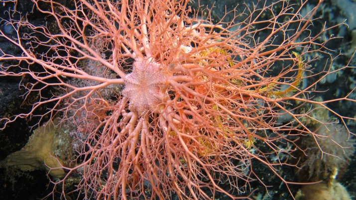 Gorgonocephalus with crinoid © UICN-Aurélie Spadone
