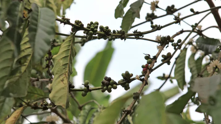 Cacaoyer mission BRL Bassin Congo