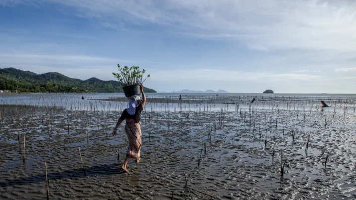Mangrove _ Indonésie