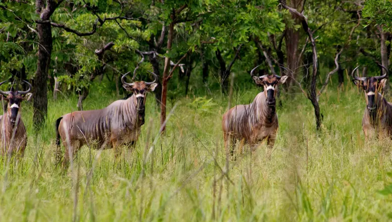 Réserve de Gilé au Mozambique