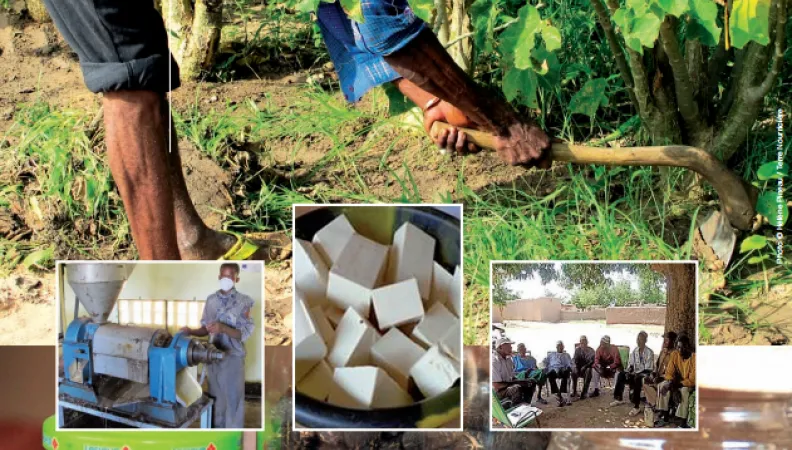 Etude ADECIA sur les dynamiques de production du Jatropha au Burkina Faso
