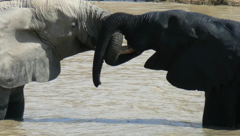Eléphants dans l'eau - Arly, Burkina Faso
