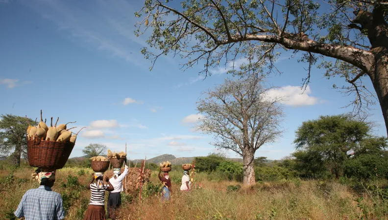Phytotrade - Namibie - Filière Poudre de Baobab