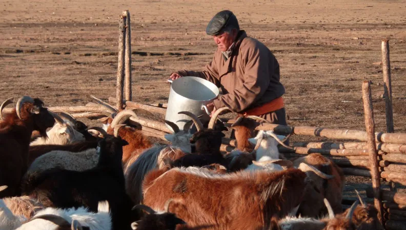 Filière durable de cachemire en Mongolie