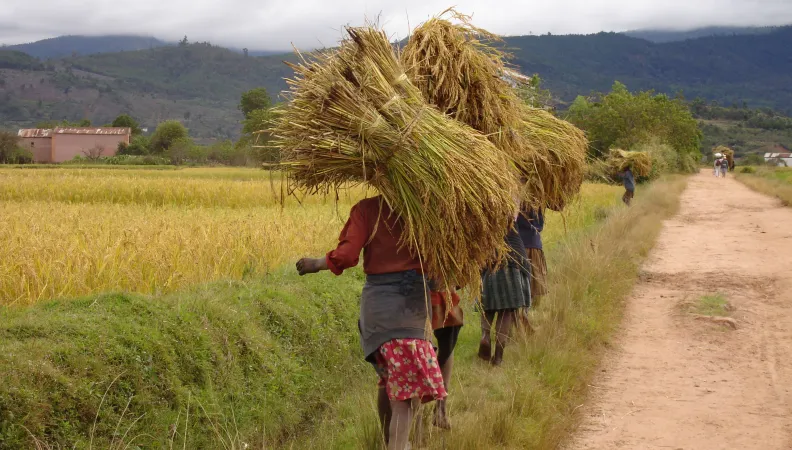Madagascar, transporteurs de riz