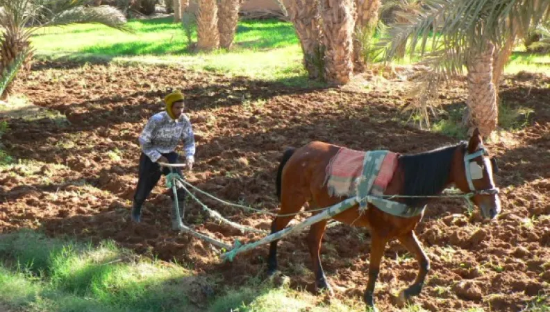 Maroc Oasis du sud marocain
