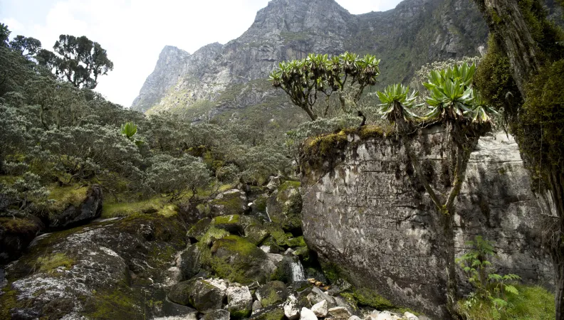 Les Monts Rwenzori