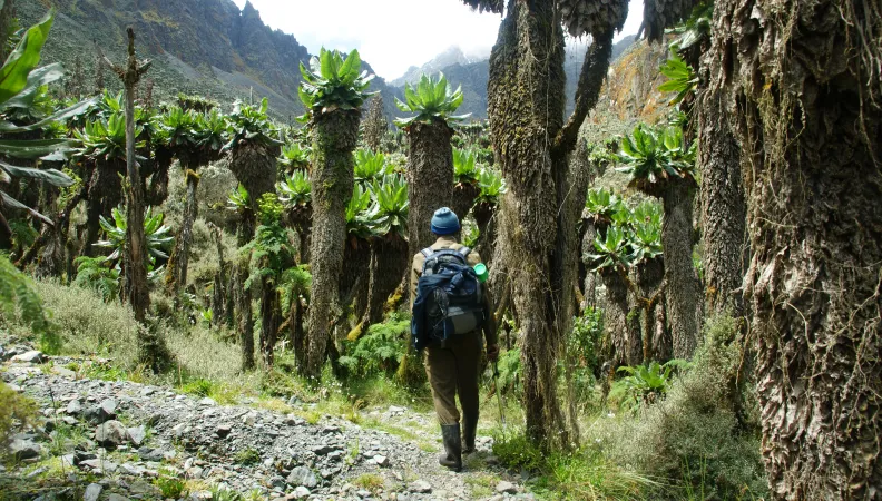 Rwenzori Mountains