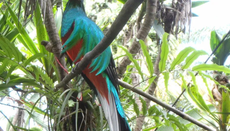 Oiseau - Mexique © Julien Calas