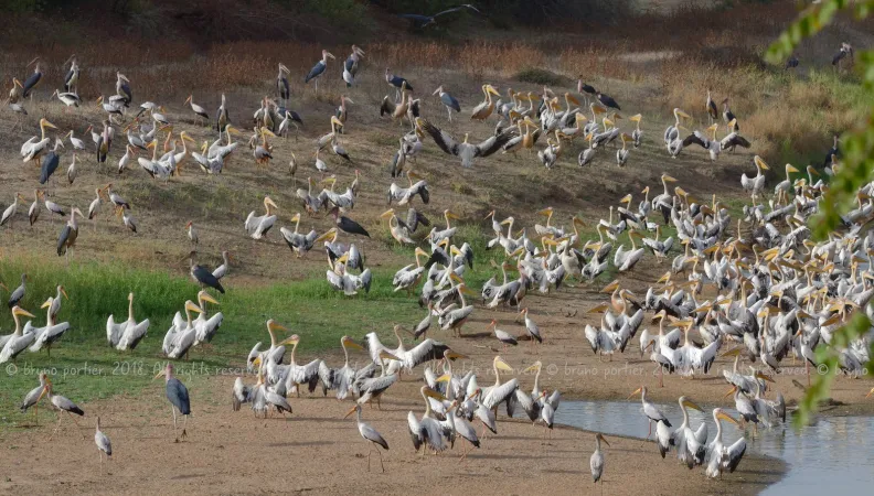 Oiseaux migrateurs