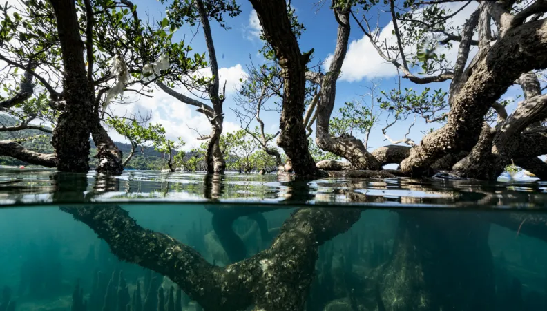 Mangrove