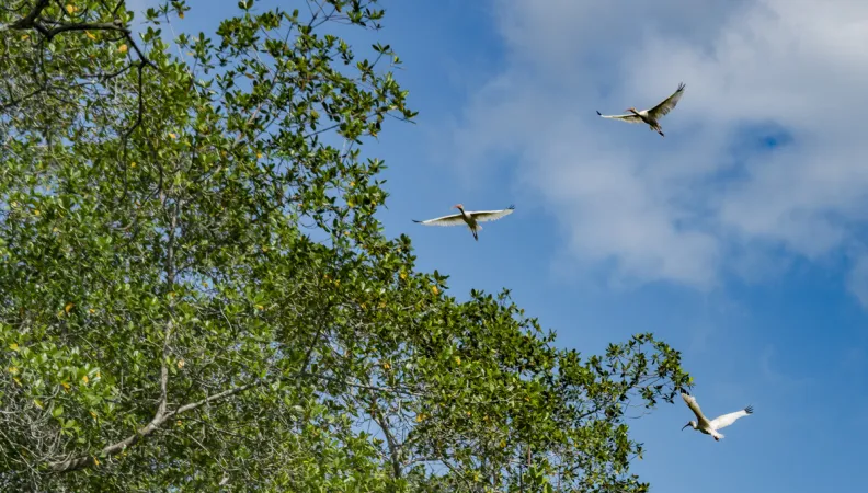 Oiseaux d'eaux au Costa Rica