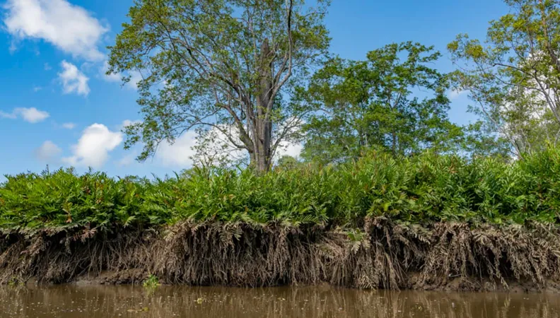 mangroves, lutte contre le changement climatique, FFEM