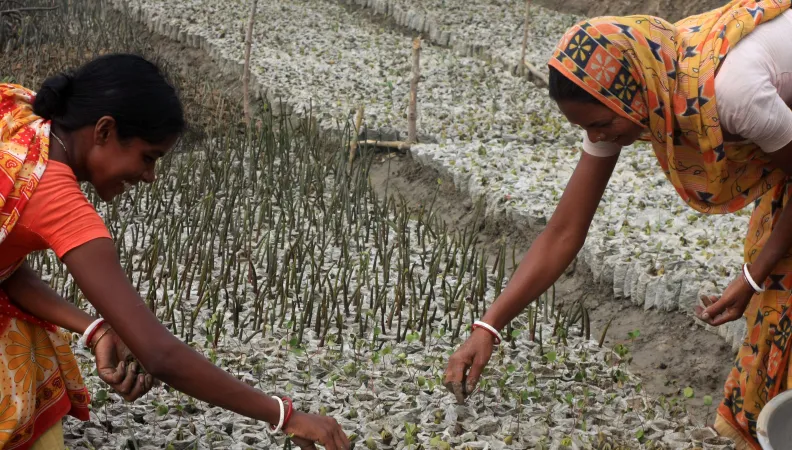 India-Sundarbans
