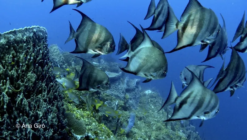 Protéger les zones de frai pour favoriser la reconstitution des stocks de pêche du récif méso-américain