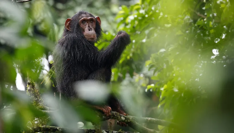 Chimpanzé