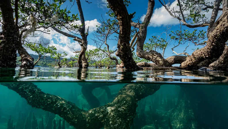 Mangroves de Mayotte