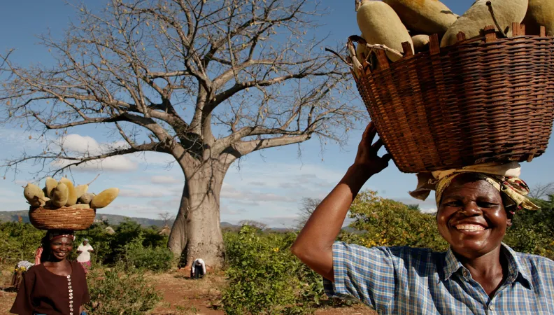 Projet Phytotrade _ Cueillette_ Namibie