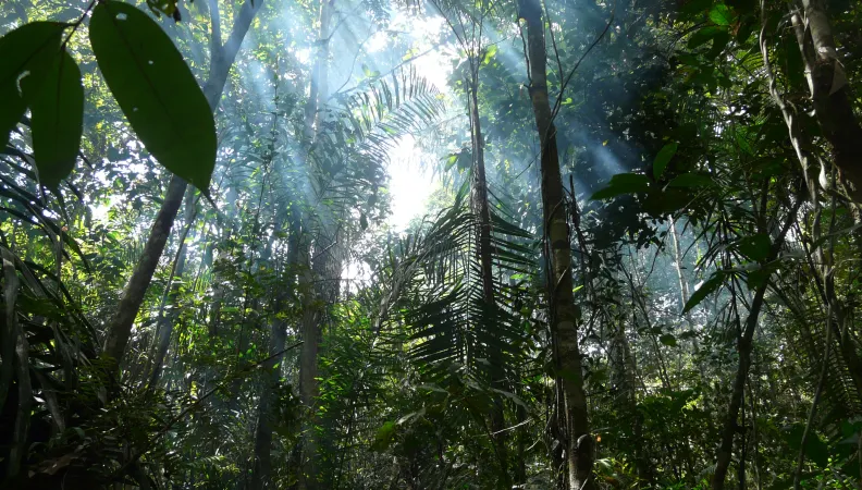 Amazonie Forêt biodiversité Réserves Vitales