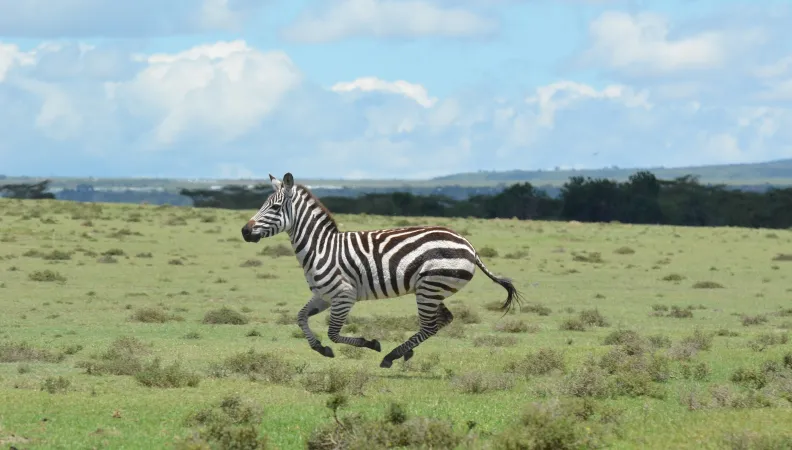 zebres -Kenya © Lisa Verpeaux