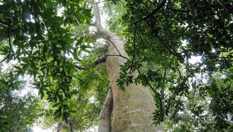 CHIMANIMANI