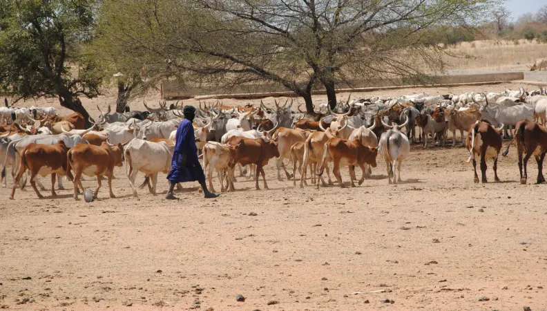 Troupeau de berger Sahel AVSF 2011