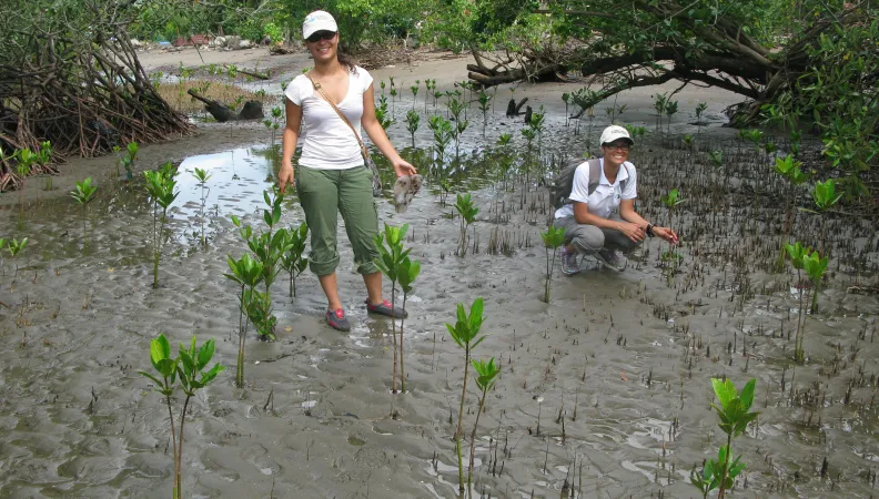 Mangroves Costa Rica