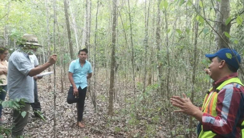 Zone forestière_Guatemala 
