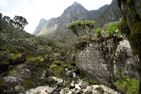 Les Monts Rwenzori