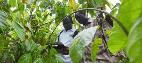 parcelle-de-champ-cacao-appli-geopoppy-cote-d-ivoire-Sia-Kambou-AFD
